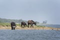 African buffalo, syncerus caffer, Cape buffalo, Uganda Royalty Free Stock Photo