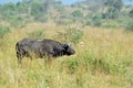 African buffalo, Murchison Falls, Uganda Royalty Free Stock Photo