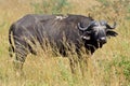 African buffalo, Murchison Falls, Uganda Royalty Free Stock Photo