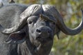 African Buffalo and oxpecker Royalty Free Stock Photo