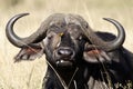 African buffalo with oxpecker, Kenya Royalty Free Stock Photo