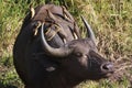 African Buffalo with oxpeckers