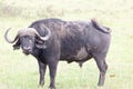 African buffalo on plain of Serengeti Royalty Free Stock Photo