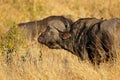 African buffalo portrait - Kruger National Park Royalty Free Stock Photo