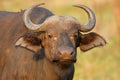 Portrait of an African or Cape buffalo, Kruger National Park, South Africa Royalty Free Stock Photo