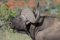 African Buffalo Profile Royalty Free Stock Photo