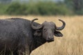 African buffalo, syncerus caffer, Cape buffalo, Uganda Royalty Free Stock Photo