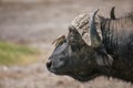 African buffalo with Red-Billed Oxpecker in Lake Nakura National Park ,Kenya. Royalty Free Stock Photo