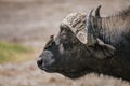 African buffalo with Red-Billed Oxpecker in Lake Nakura National Park ,Kenya. Royalty Free Stock Photo