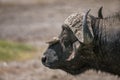 African buffalo with Red-Billed Oxpecker in Lake Nakura National Park ,Kenya. Royalty Free Stock Photo