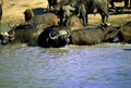 African Buffalo   11109 Royalty Free Stock Photo