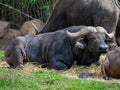 African buffalo resting on the grass. Royalty Free Stock Photo