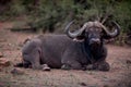 African buffalo resting on the ground with a blurred background