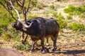 African buffalo in the savannah Royalty Free Stock Photo