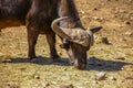 African buffalo in the savannah Royalty Free Stock Photo