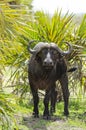 African buffalo Selous Royalty Free Stock Photo