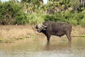 African buffalo, Selous National Park, Tanzania Royalty Free Stock Photo