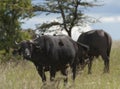 African Buffalo with several ox pecker birds on his back