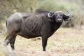 African buffalo, side view Royalty Free Stock Photo