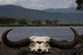 African buffalo skull with horns Royalty Free Stock Photo