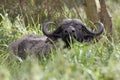 African buffalo