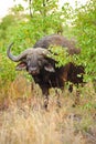 African Buffalo (Syncerus caffer) Royalty Free Stock Photo