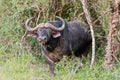 African buffalo (syncerus caffer)