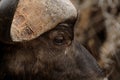 African Buffalo (Syncerus Caffer)