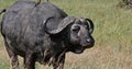 African Buffalo, syncerus caffer, Adult with Yellow Billed Oxpecker, buphagus africanus, Tsavo Park in Kenya Royalty Free Stock Photo