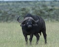 African Buffalo, Syncerus caffer Royalty Free Stock Photo