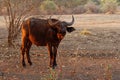 African Buffalo - Syncerus caffer or Cape buffalo is a large Sub-Saharan African bovine. Portrait in the bush in Zimbabwe with Red Royalty Free Stock Photo