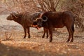 African Buffalo - Syncerus caffer or Cape buffalo is a large Sub-Saharan African bovine. Portrait in the bush in Zimbabwe with Red Royalty Free Stock Photo