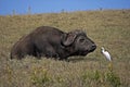 African Buffalo, syncerus caffer with Cattle Egret, bubulcus ibis, Hell`s Gate Park in Kenya