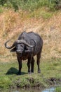 African buffalo, Syncerus caffer, in the dry grass of the Okavango Delta, Botswana Royalty Free Stock Photo