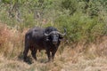 African buffalo, Syncerus caffer, in the dry grass of the Okavango Delta, Botswana Royalty Free Stock Photo