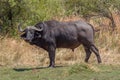 African buffalo, Syncerus caffer, in the dry grass of the Okavango Delta, Botswana Royalty Free Stock Photo