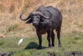 African buffalo, Syncerus caffer, in the dry grass of the Okavango Delta, Botswana Royalty Free Stock Photo