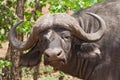 African buffalo Syncerus caffer Kruger National Park, South Africa Royalty Free Stock Photo