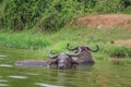 African Buffalo Syncerus caffer lying in the water of the Kazinga Channel, Lake Edward, Uganda Royalty Free Stock Photo