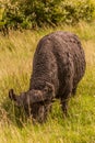 African buffalo (Syncerus caffer) in Masai Mara National Reserve, Ken Royalty Free Stock Photo