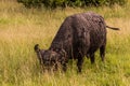 African buffalo (Syncerus caffer) in Masai Mara National Reserve, Ken Royalty Free Stock Photo