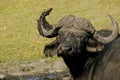 African Buffalo, syncerus caffer, Okavango Delta in Botswana Royalty Free Stock Photo