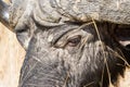 African Buffalo Closeup