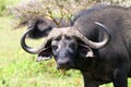 African Buffalo