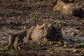 African buffalo, syncerus caffer, syncerus caffer caffer, cape buffalo, Murchison Falls Royalty Free Stock Photo