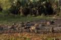 African buffalo, syncerus caffer, syncerus caffer caffer, cape buffalo, Murchison Falls Royalty Free Stock Photo