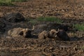 African buffalo, syncerus caffer, syncerus caffer caffer, cape buffalo, Murchison Falls Royalty Free Stock Photo