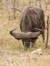 African Buffalo (Syncerus caffer Royalty Free Stock Photo