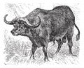 African buffalo or Syncerus caffer, buffalo, vintage engraving