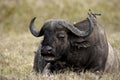 African Buffalo, syncerus caffer, with a Yellow-billed oxpecker on its Back, Hell`s Gate Park in Kenya Royalty Free Stock Photo